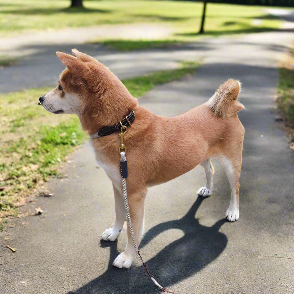 Premium Handmade Rolled Leather Dog Collar – Stylish & DurableDog CollarBravo Pets